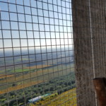 Campanile : reti anti volatili